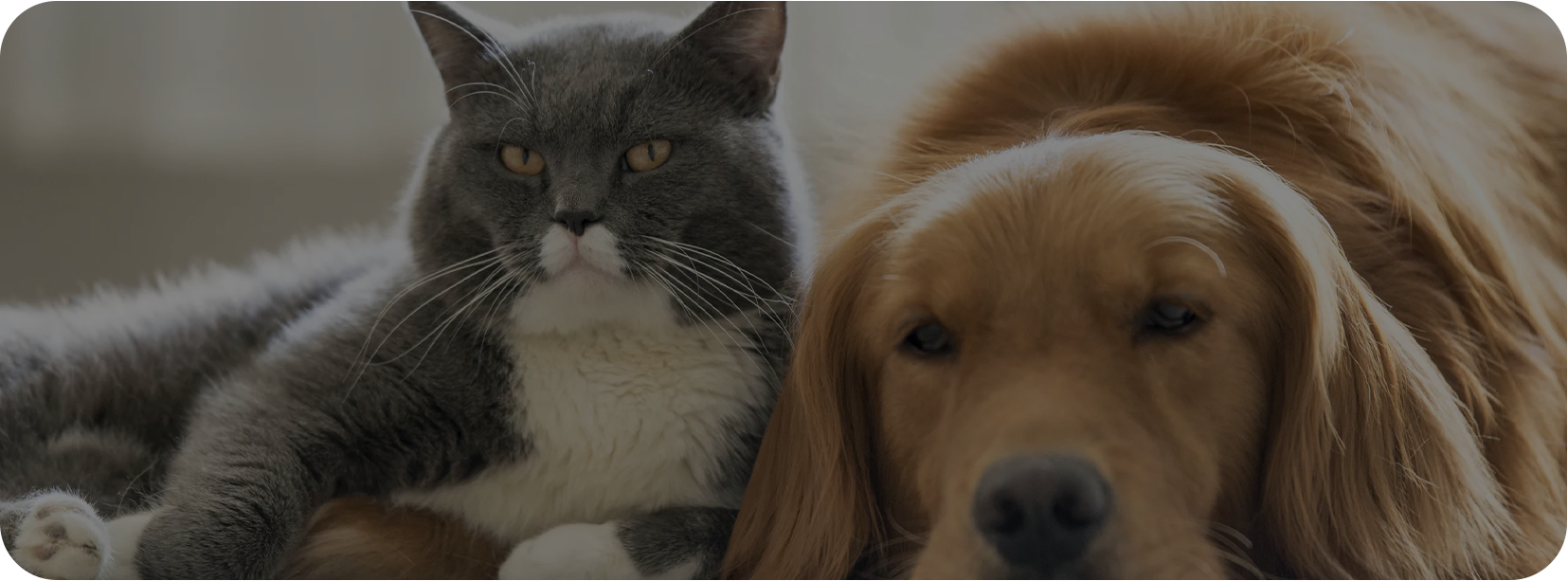 Pet Home (Haian) Co. ، Ltd