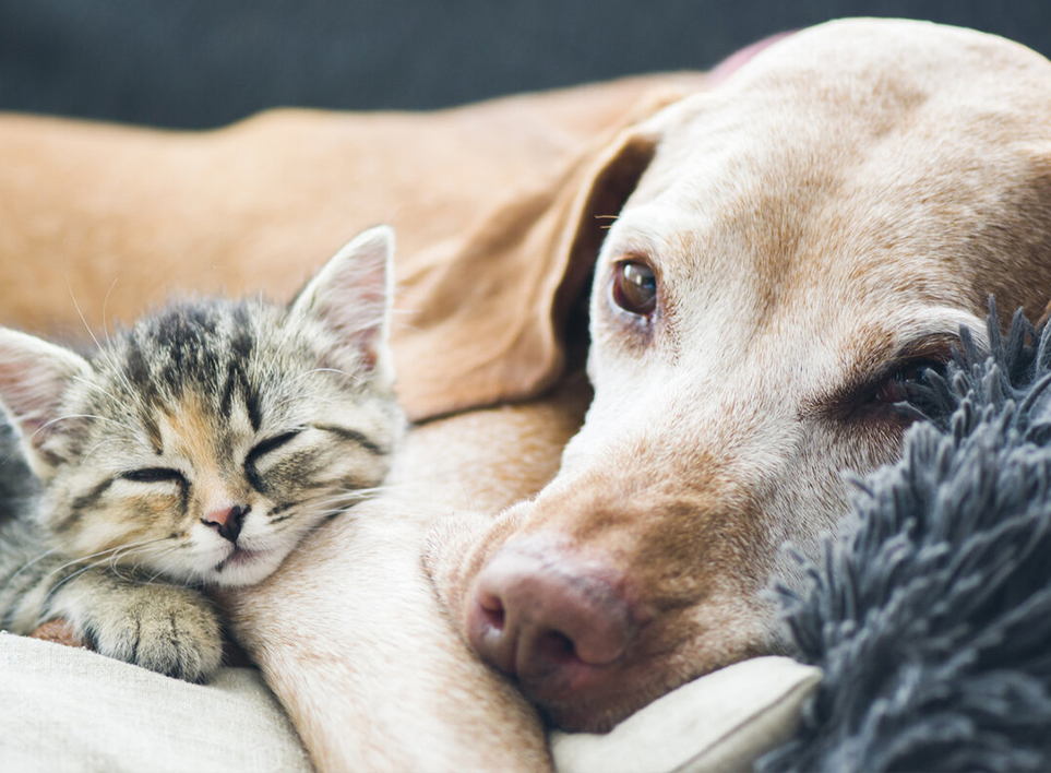 Pet Home (Haian) Co. ، Ltd